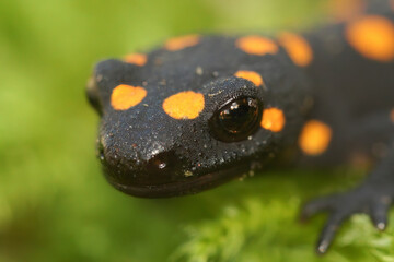 Closeup of the colorful but endangered Anatolian newt, Neurergus strauchii, sitting on green moss