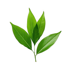 Fototapeta premium Fresh lettuce leave png