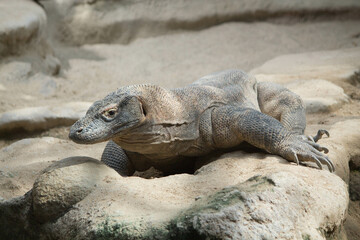 The dragon comodo is on the biggest lizards on the earth.
