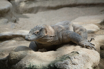 The dragon comodo is on the biggest lizards on the earth.