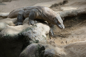 The dragon comodo is on the biggest lizards on the earth.