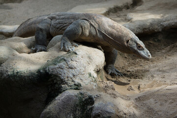 The dragon comodo is on the biggest lizards on the earth.