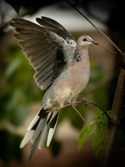 spotted dove