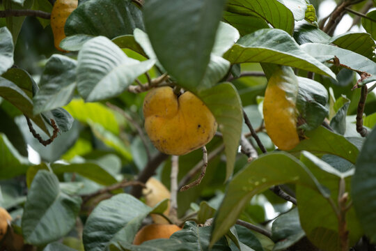 santol fruit