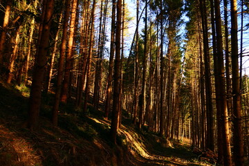 Obraz premium Sonnendurchflutet