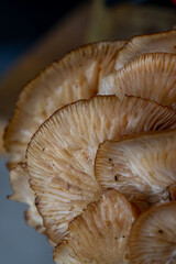 Flammulina velutipes