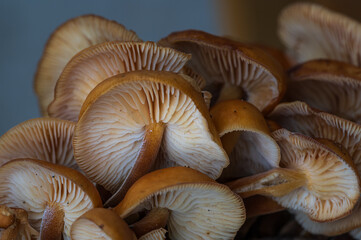 Flammulina velutipes