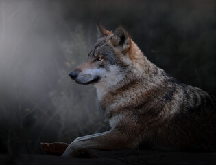 Portrait animalier de loup gris, interprétation personnelle 