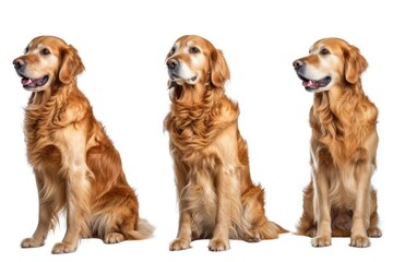 Three golden retrievers sitting in front of a white background. Perfect for pet-related designs or advertisements