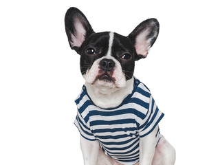 Cute puppy and stylish T-shirt. Isolated background. Closeup, indoors. Studio shot. Day light. Beauty and fashion. Concept of care, education, training and raising pets