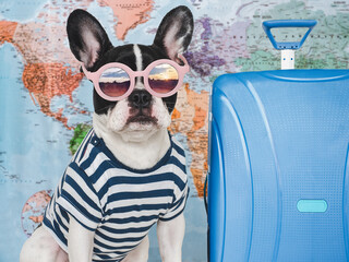 Lovable, pretty puppy and blue suitcase. Travel preparation and planning. Closeup, indoors. Studio...