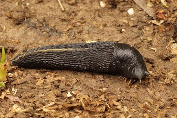Closeup on a large slimy, air-breathing ash-black land slug, Limax cinereoniger