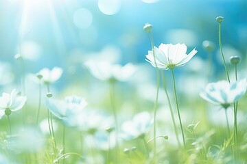 A beautiful field of white flowers illuminated by the sun. Perfect for nature enthusiasts and garden lovers