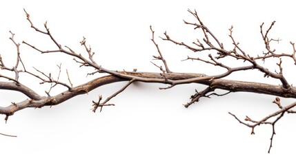 A branch of a tree without any leaves. Suitable for nature-themed designs or as a symbol of the changing seasons