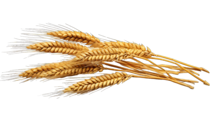 Wheat ears png