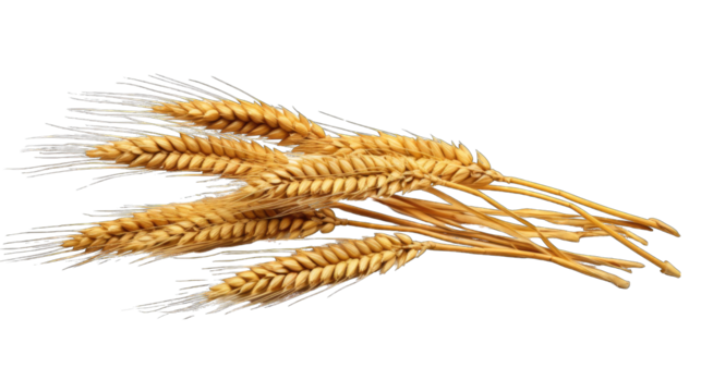 Wheat ears png