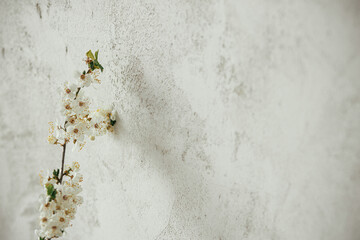 Cherry blossom branch on grey rustic wall background. Space for text. Spring flowers. Hello spring, rural floral banner. Springtime