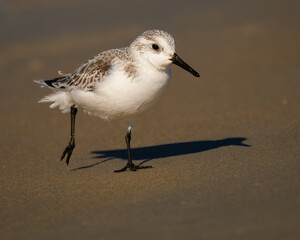 Sanderling running on beach.
