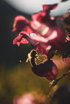 Bees in a flowerr