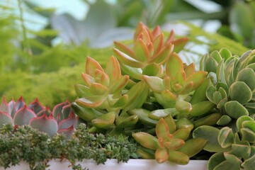 Leaves of different succulents on a blurry background	