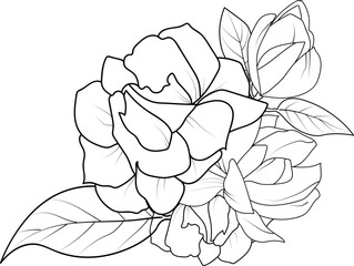 Flower coloring page for adults, Sketch jasmine flower drawing, jasmine vector art, Hand drawn beautiful jasmine flower bouquets, illustration ink art, hand painted jasmine flowers 