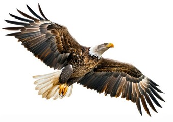 Dynamic view of a bald eagle in flight with wings spread wide against a clear background.