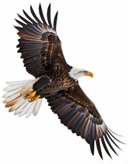 Fototapeta premium Dynamic view of a bald eagle in flight with wings spread wide against a clear background.