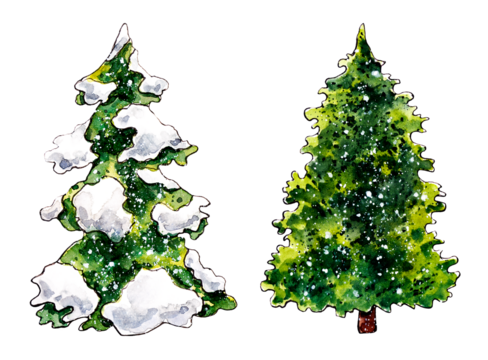 Clipart of two isolated evergreen fir trees using sketch technique