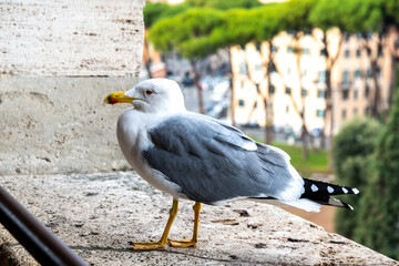 Seagull Perching on Ancient Roman Wall Overlooking City