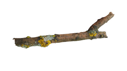 Wooden stick, dried branch of a tree isolated on white background