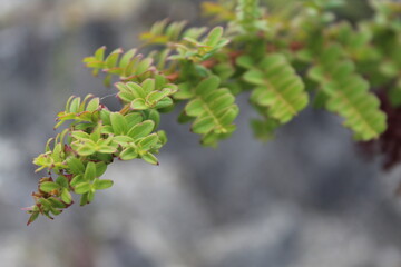 ¡No es solo una rama, es una parte de la naturaleza!.jpg
ig=@ma_photos_06 
