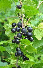 On the bush berries are ripe currant.