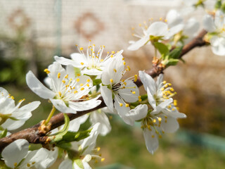 Spring. Blooming branches of apple trees close-up. White flowers of blooming apple and pear trees in spring close-up