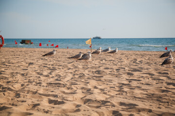 seagull in the sea on the beach