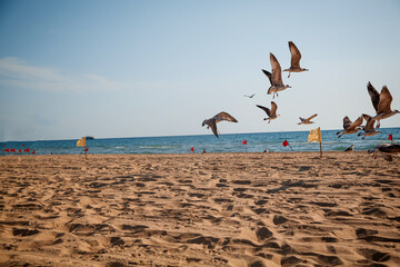 seagulls on the beach