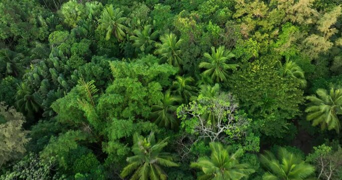 Pandan leaves grow in tropical forest