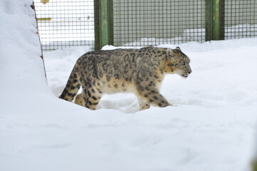 Animals are a traditionally (since the time of Aristotle) distinguished category of organisms, currently considered as a biological kingdom. Animals are the main object of zoology study.