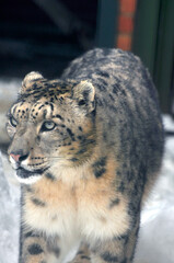 Animals are a traditionally (since the time of Aristotle) distinguished category of organisms, currently considered as a biological kingdom. Animals are the main object of zoology study.