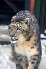 Animals are a traditionally (since the time of Aristotle) distinguished category of organisms, currently considered as a biological kingdom. Animals are the main object of zoology study.