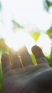 Vertical video. Forest sunrise. Nature communication. Man hand reaching out to bokeh light beam throught blur green tree leaves with lens flare on sky background.
