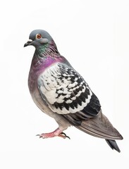Rock Pigeon in profile, showcasing its grey and white feathers and distinctive red eyes.