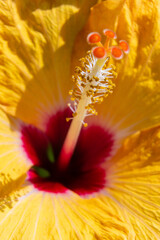 Macro pistil and stamens on blurred background of yellow hibiscus flower petals. Selective focus on stamens