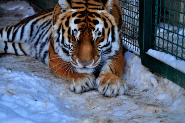 Animals are a traditionally (since the time of Aristotle) distinguished category of organisms, currently considered as a biological kingdom. Animals are the main object of zoology study.