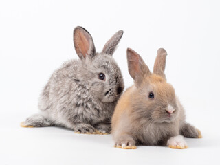 Two baby brown and gray rabbits lie down on white background. Lovely action of young rabbit.