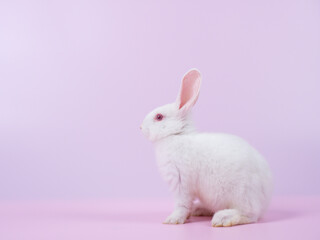 Side view of white rabbit sitting on pink background. Lovely action of young rabbit.