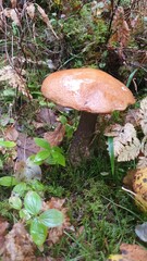 orange cap boletus