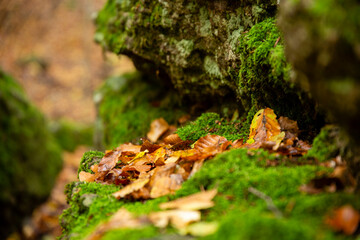 Close-up of dry fallen beech leaves on moss in a crack between rocks