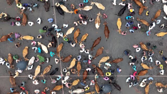 A bustling cattle market in Bangladesh from a breathtaking aerial perspective, where thousands of cows are bought and sold for sacrificial purposes, reflecting the cultural and economic significance.