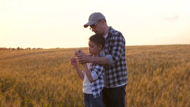 A farming family in a wheat field. The father is teaching his son about farming. The boy among the ripe wheat is looking at the grain in the ear. Slowly move the camera closer to his face.