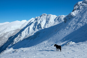 Panoramic of the Sierra de los Ancares with Labrador Retriever in the foreground